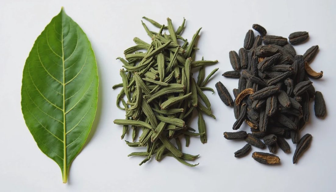 Green Tea vs. Black Tea: What Actually Changes During Processing?